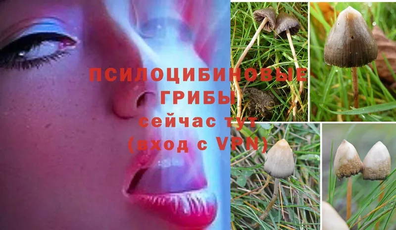 Галлюциногенные грибы Psilocybine cubensis  Щёкино 